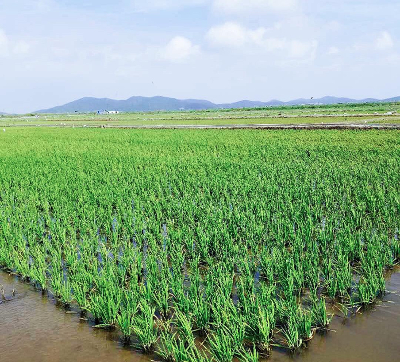 浙农创投岱山土壤改良项目成功完成水稻插秧