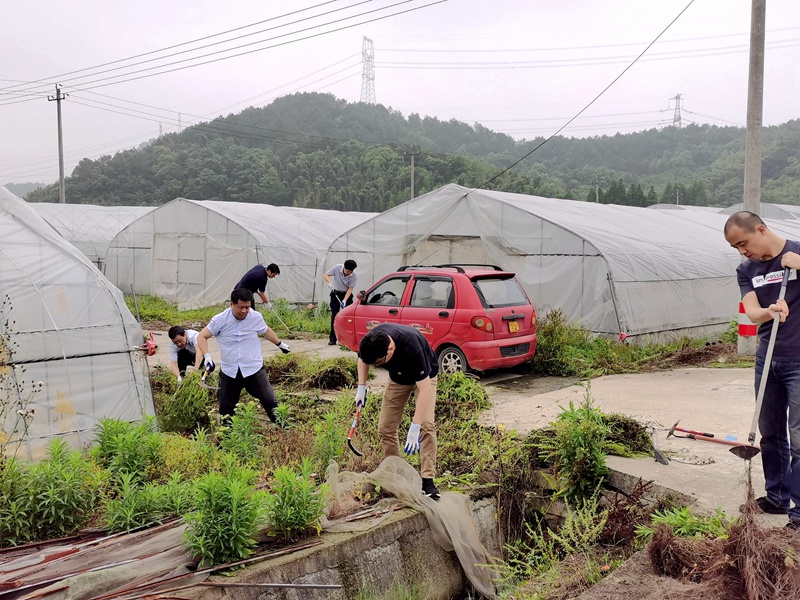 行动践初心 除草助农忙——集团第三党支部开展主题党日党员实践活动