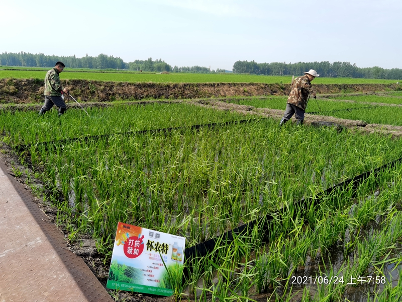 浙农金泰携美国ORO公司开展生物农药除草增效实验示范回访调研