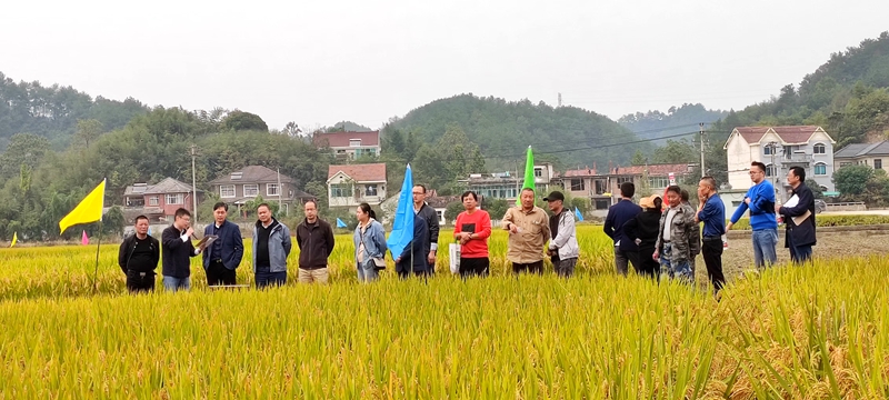 惠多利参与共建的浙江省重点研发项目生态缓释肥料减氮15%水稻亩产增加28%2_副本.jpg